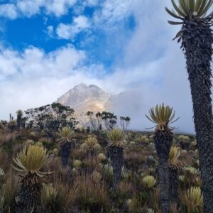 Expedición Nevado del Tolima (Salento - Salento)